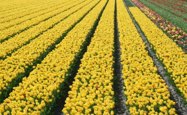 Hollanda'da ampul alanları