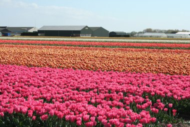 Hollanda'da ampul alanları