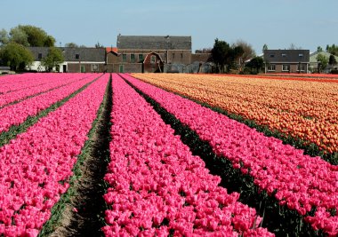 Hollanda'da ampul alanları