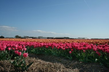 bulbfields, Hollanda