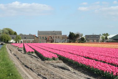 bulbfields, Hollanda