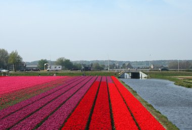 bulbfields, Hollanda