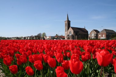 bulbfields, Hollanda