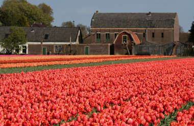 bulbfields, Hollanda