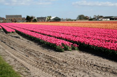 bulbfields, Hollanda