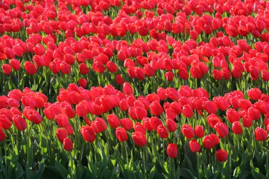 bulbfields, Hollanda