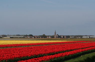 bulbfields, Hollanda