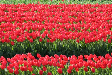 zuid-Holland bloembollenvelden