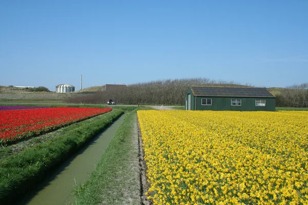 Λάμπα πεδία στην Ολλανδία — Φωτογραφία Αρχείου