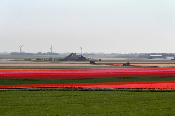 Campos de bulbos en Holanda — Foto de Stock