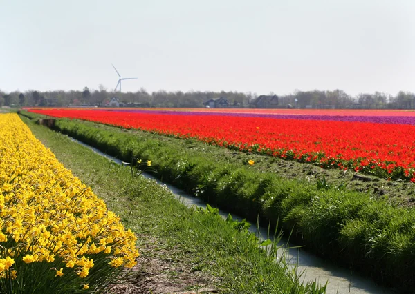 Žárovka Oblasti Tulipány Cibulové Květiny Nizozemské Krajině — Stock fotografie