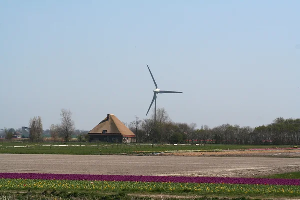 A holland virághagyma-mezőkhöz — Stock Fotó