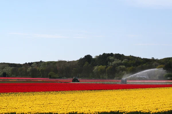 Žárovka Oblasti Tulipány Cibulové Květiny Nizozemské Krajině — Stock fotografie