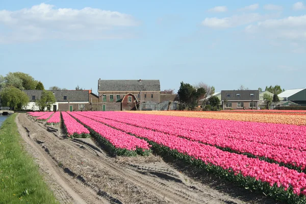 在荷兰的郁金香 — 图库照片
