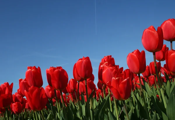 stock image Bulbfields and tulips