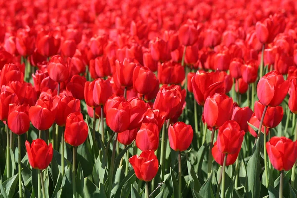 stock image Bulbfields in Holland