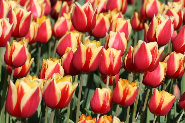 stock image Bulbfields and tulips