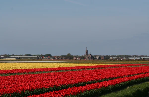 Bulbfields Hollanda — Stok fotoğraf