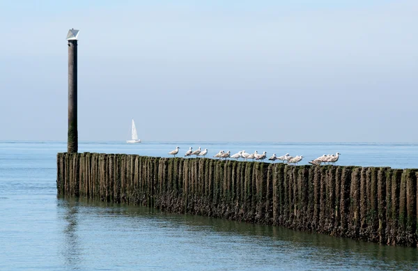 Gulls Resting Pales Breakwater — Stock Photo, Image
