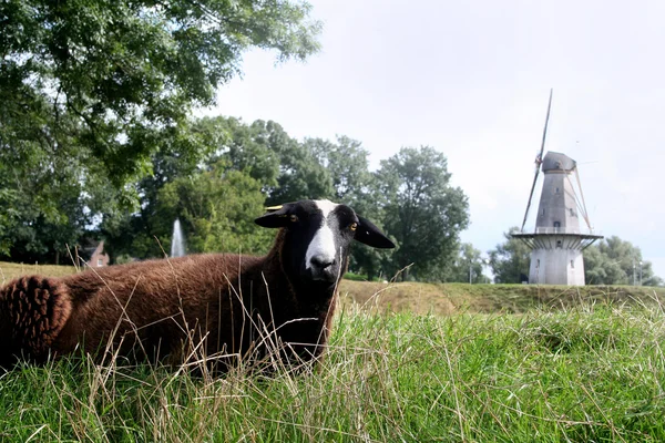 Zwartbles Овец Возле Традиционной Голландской Ветряной Мельницы — стоковое фото