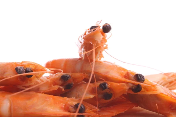 Boiled Shrimps White Background — Stock Photo, Image