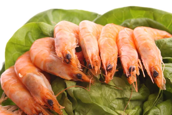 Boiled Shrimps White Background — Stock Photo, Image