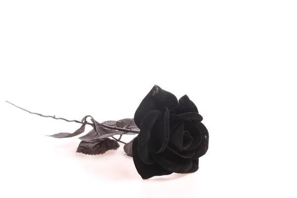 Чорна троянда над білим — стокове фото