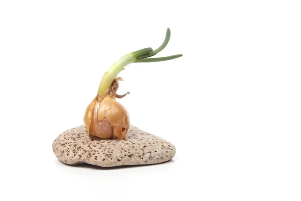 Bir taş üzerinde filizlenen soğan — Stok fotoğraf