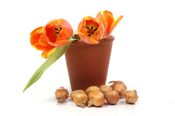 Red and yellow tulips in a flower pot — Stock Photo, Image