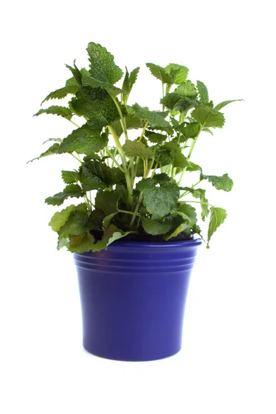 Melissa in a pot — Stock Photo, Image