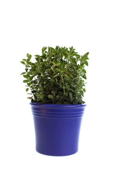 Oregano in blue pot — Stock Photo, Image