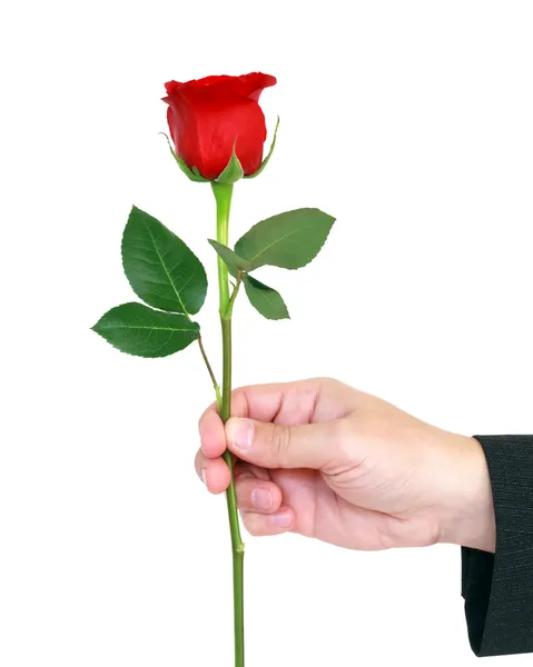 Κόκκινο τριαντάφυλλο με χέρι — Φωτογραφία Αρχείου
