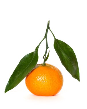 Tangerine over white background