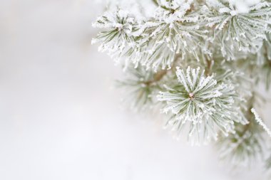 Frosty pine tree with space for text clipart