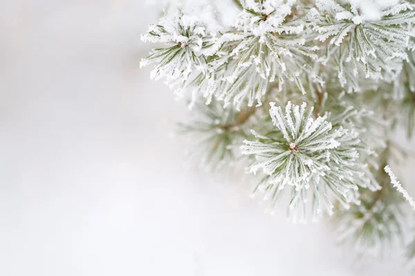 Frosty Pine Tree Space Text — Stock Photo, Image