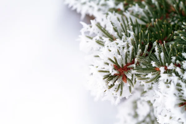 Soğuk Çam Ağacı — Stok fotoğraf