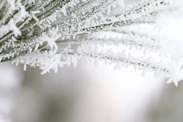 Frosty Pine Tree Branch — Stock Photo, Image