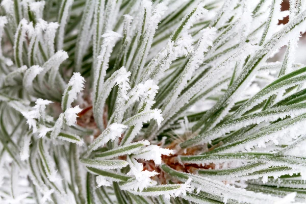 冷ややかなツリー — ストック写真