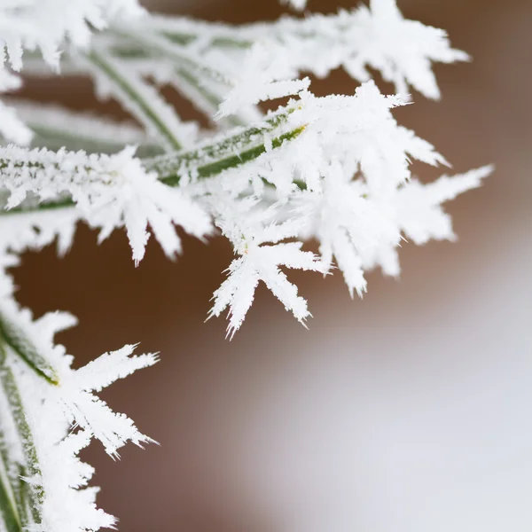 Frostiga träd — Stockfoto