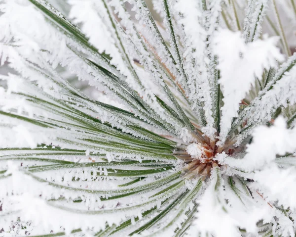 Frosty Pijnboom — Stockfoto