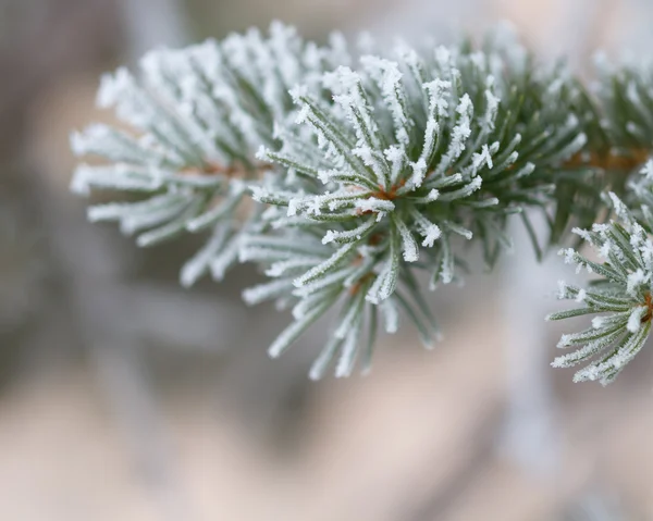 Frostiga träd — Stockfoto