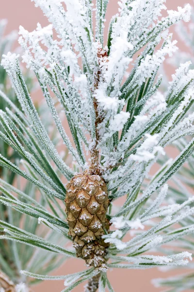 コーンと冷ややかな松の木 — ストック写真