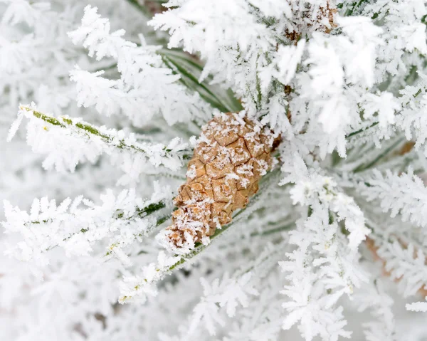 Frosty Pijnboom Met Kegel — Stockfoto