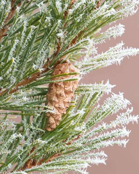 Frosty Pine Tree — Stock Photo, Image