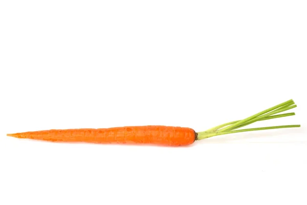 Tek Bir Carrot — Stok fotoğraf