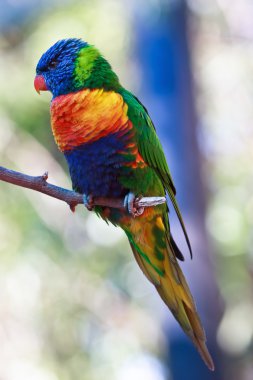 Rainbow lorikeet clipart