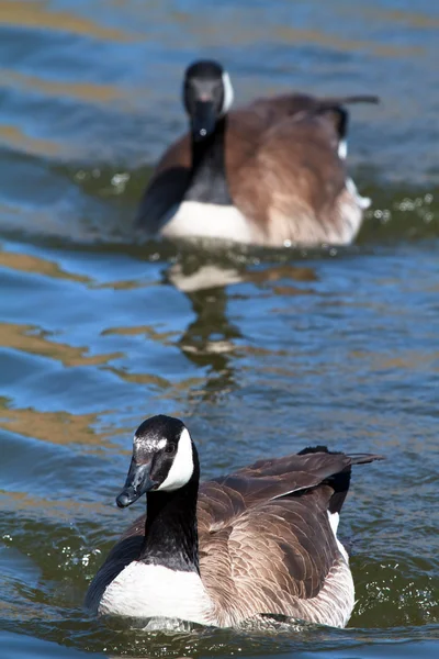 Canadian geese — Stock Photo, Image