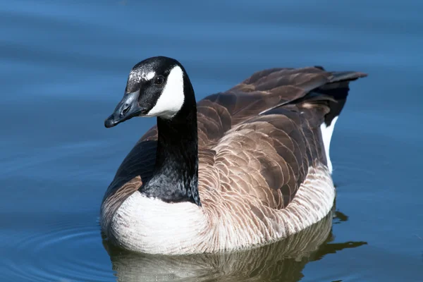 Canadian goose — Stockfoto