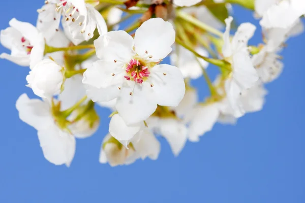 Stock image Spring flowers