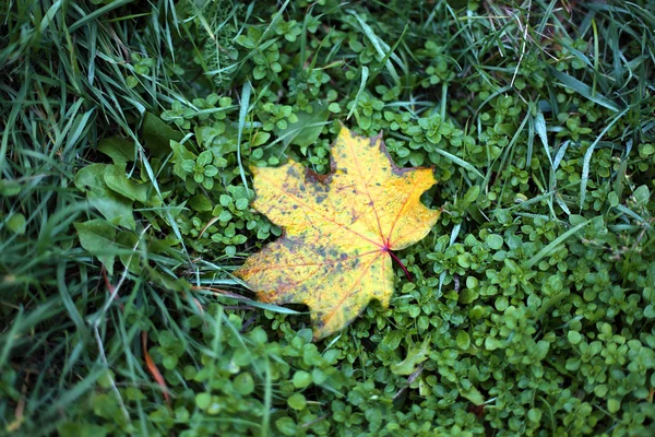 Single yellow maple leaf on a green grass — Stock Photo, Image
